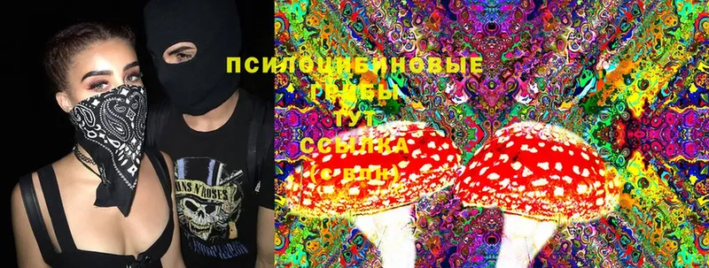 Псилоцибиновые грибы Psilocybine cubensis  Звенигород 